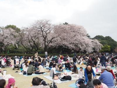 大混雑! でも行ってみたい、新宿御苑のお花見