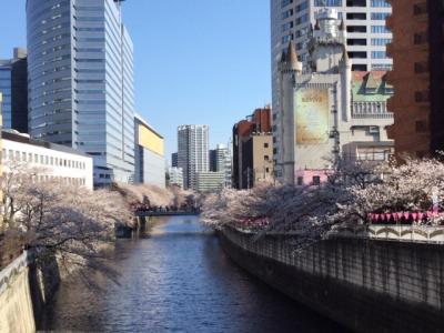 目黒川桜散歩