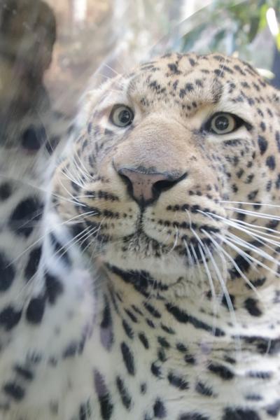 福岡長崎レッサーパンダ遠征５泊４園めぐり（11）福岡市動物園（後編）地元のファンさんの案内で見学できたさまざまな動物たち