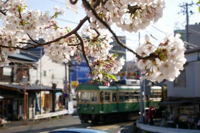 江ノ電各駅停車のお花見ツアー備忘録（藤沢～極楽寺＋鎌倉飲み）