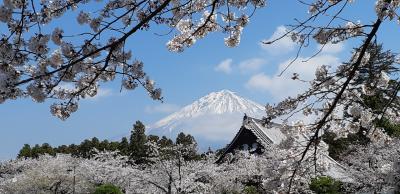 桜と富士山のコラボが最高①富士宮大石寺にて