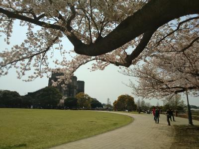 2019年の東京・神奈川の桜～やっぱり中目ははずせない！定番目黒川・六本木・元住吉・根岸公園などダイジェストで！～