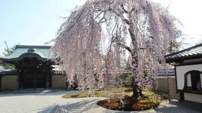 京都で桜めぐり。醍醐寺から清水寺、高台寺に円山公園でたっぷり春を楽しみました。