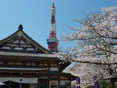 東京芝公園・増上寺のサクラ～“333匹の鯉のぼりの東京タワー2019”を訪れて