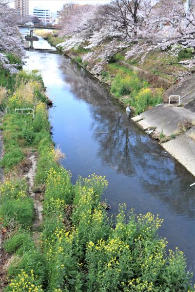 北風が吹いた、満開近しの山崎川の桜♪＆春うらら、東名古屋カントリークラブの枝垂れ桜♪