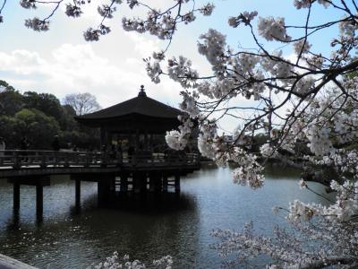 桜咲く春の奈良　２０１９