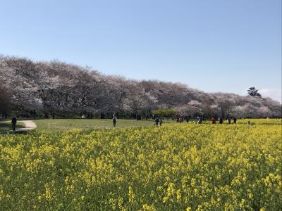 休日ドライブ♩お花見はしご