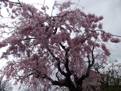 谷中霊園・西洋美術館・上野公園のさくら