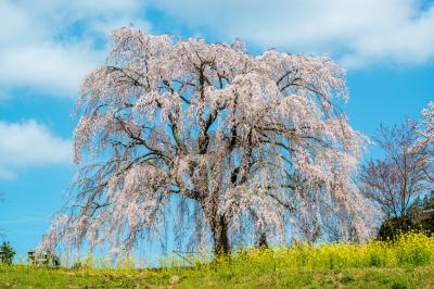 宮城の里しだれ桜　2019