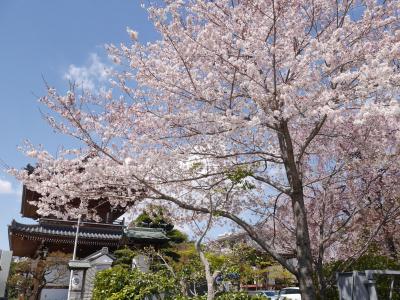 小石川の桜①☆源覚寺・傳通院・小石川植物園☆2019/04/02