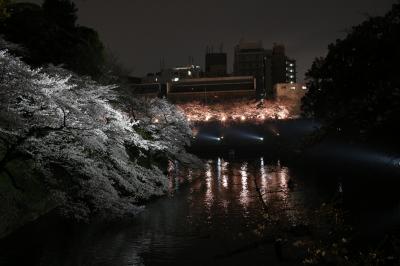 千鳥ヶ淵の夜桜