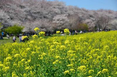 埼玉県・幸手権現堂堤のサクラ