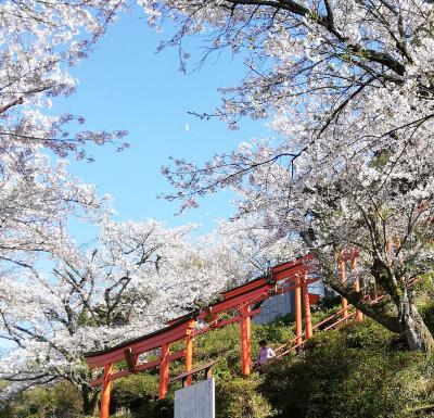 春の「浮羽稲荷神社」と「流川の桜並木」
