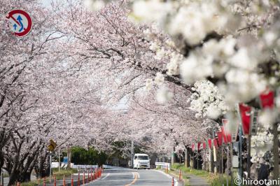 2019年　東海の桜めぐり　【３】鍋田川堤桜並木