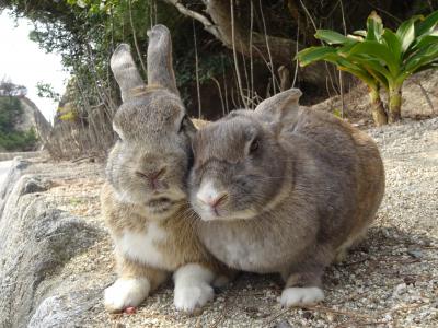 姪っ子ちゃんの春休み 2019　大久野島でうさぎと戯れ、島の歴史を知る