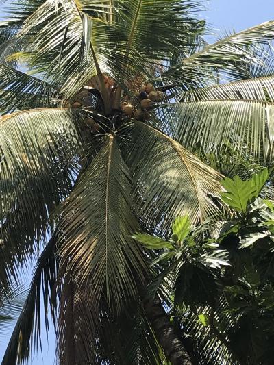 スリランカ最高!(1)クルネーガラ