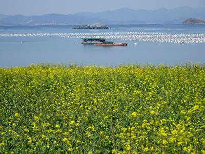 巨済島　桜の穴場スポット