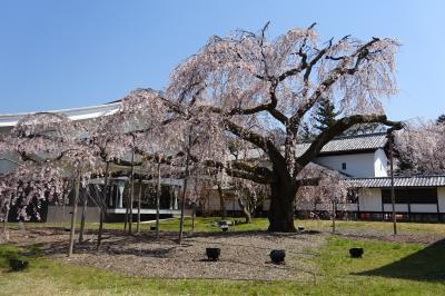 京都桜紀行２０１９　醍醐寺