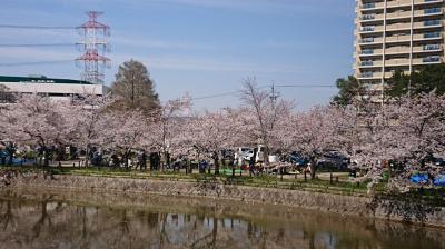 亀城公園とみどり川の夜桜