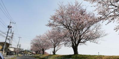 茨城で桜2