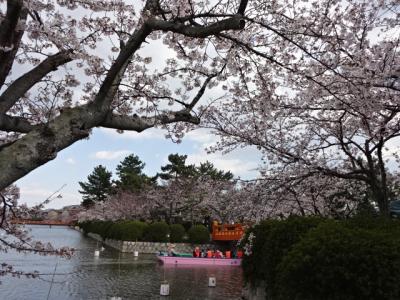 Ｈ31年　九華公園の桜