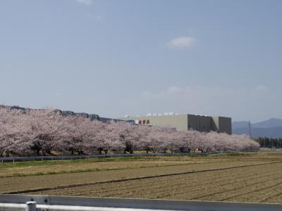 坂戸市にっさい花みず木桜散歩