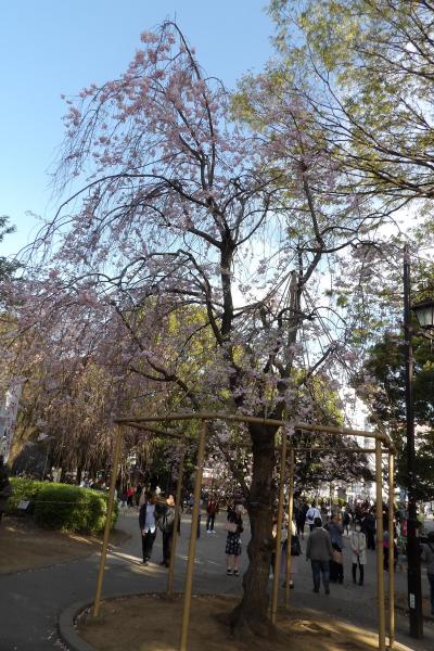 上野寛永寺清水堂の枝垂れ桜－2019年