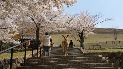 奈良公園周辺　桜と鹿さんを訪ねて