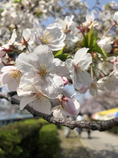 『&#127800;桜を求めて桜ノ宮から中之島プチトラベル&#127800;』