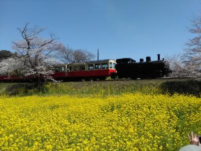 春本番！桜と菜の花を求めて☆千葉のローカル鉄道 沿線歩き旅 (前編)