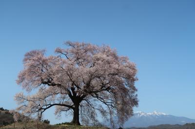 韮崎・武田の里の桜(と甲府信玄公祭り)