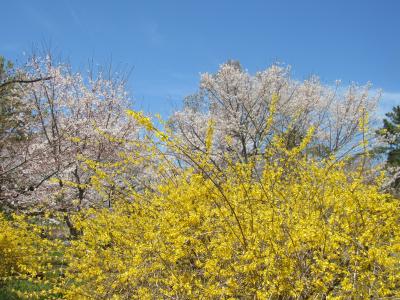 京都と静岡の桜は満開！