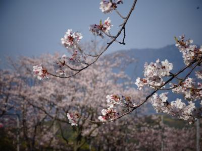 ２０１９年　春の一日