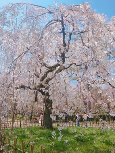 京都、桜めぐり