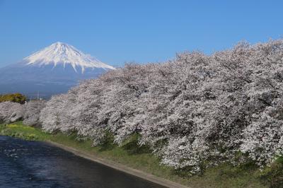 富士山と桜