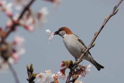 桜　古民家カフェ　落語の一日