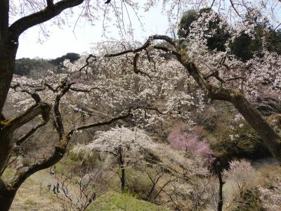 2019　桜散歩（多摩森林科学園：紅枝垂・八重左近の桜・山豆桜・藪桜・日吉桜・千原桜・大島桜他）