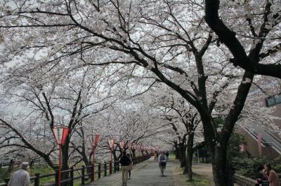 大和高田市の高田千本桜