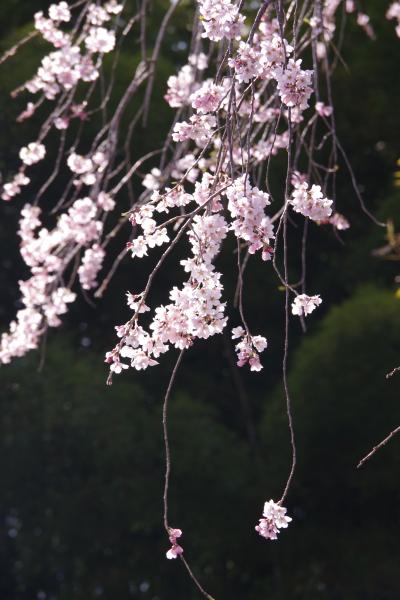 愛知県の東端、設楽町の桜めぐり。淡いピンクのエドヒガン桜を中心に。