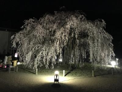 樹齢約450年の枝垂れ桜を