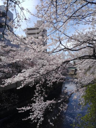 椿山荘で桜三昧