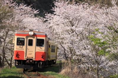 菜の花と桜！春のいすみ鉄道&amp;小湊鉄道撮影旅。
