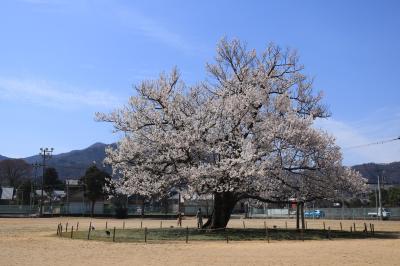 2019年4月5日　越前市の桜　ついでに4月7日　敦賀の桜