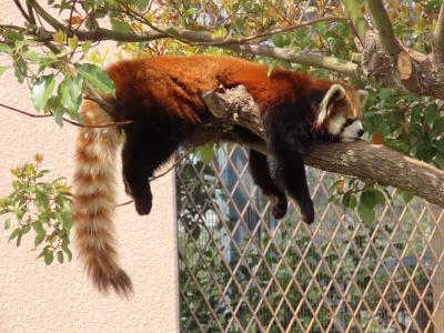 王子動物園＆京都市動物園　桜満開！！ お花見メインで２つの動物園をハシゴしました！！