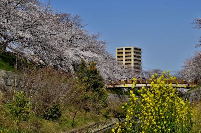 芳葩爛漫 名古屋逍遥＜後編＞山崎川