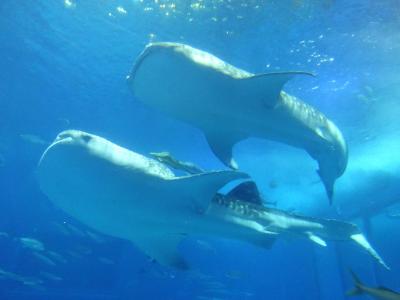 弾丸週末一人旅　沖縄美ら海水族館