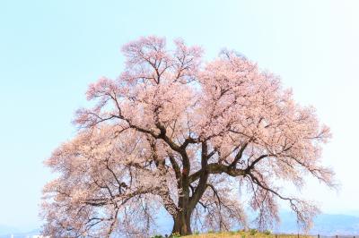 春は桃と桜を楽しみに～笛吹市花鳥山・わに塚の桜～