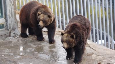 ホテルに泊まってガッツリマイル修行＆猛獣見学 in 登別！　～そのた札幌・新千歳空港など～