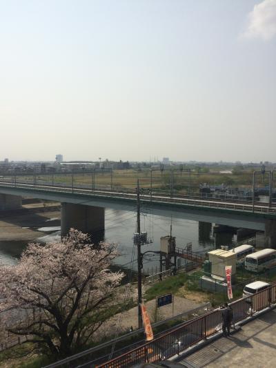 花見がてら多摩川から洗足池公園ぶらり散歩