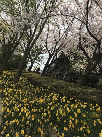 花を求めて　八千代市水仙まつり